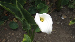 Flowers calla flower