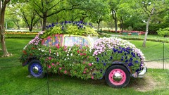 Flowers cars Garden