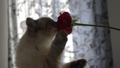 Flowers cats Animals