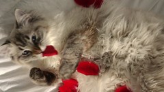 Flowers cats Animals