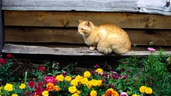 Flowers cats Animals
