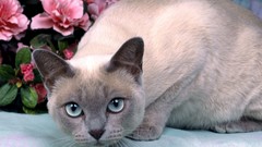 Flowers cats Animals