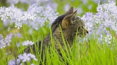 Flowers cats Animals