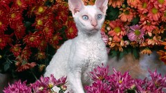 Flowers cats Animals