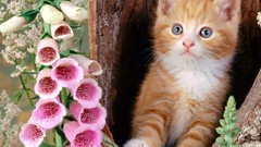 Flowers cats Animals foxgloves