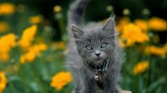 Flowers cats Animals grass