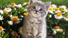 Flowers cats Animals Kittens