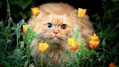 Flowers cats Animals orange