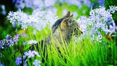 Flowers cats Animals outdoors