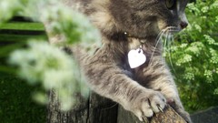 Flowers cats Animals outdoors