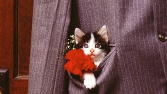 Flowers cats Animals suit
