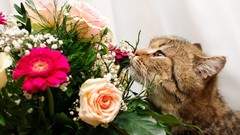 Flowers cats Kittens