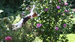 Flowers cats Kittens flying