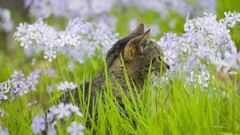 Flowers cats natural