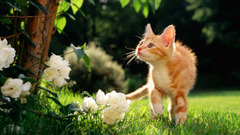 Flowers cats orange grass