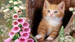 Flowers cats orange hair tree trunk foxgloves