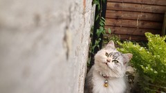 Flowers cats Plants Kittens Birmingham