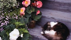 Flowers cats sleeping