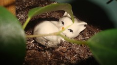 Flowers cats trinket