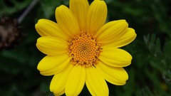 Flowers chamomile yellow flowers