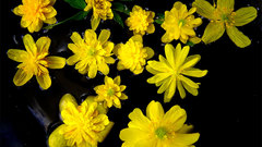 Flowers Chernobyl species yellow