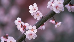 Flowers cherry blossoms