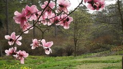 Flowers cherry blossoms