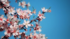 Flowers cherry blossoms