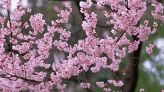 Flowers cherry blossoms