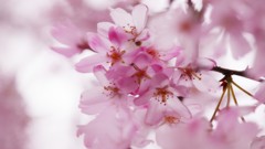 Flowers cherry blossoms