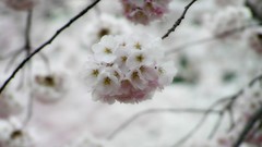 Flowers cherry blossoms