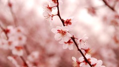 Flowers cherry blossoms