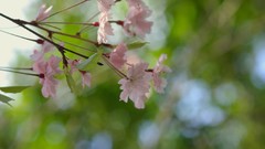 Flowers cherry blossoms