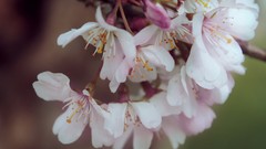 Flowers cherry blossoms
