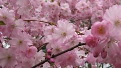 Flowers cherry blossoms