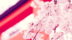 Flowers cherry blossoms