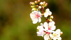 Flowers cherry blossoms