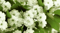 Flowers cherry blossoms