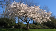Flowers cherry blossoms