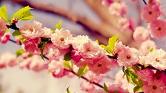 Flowers cherry blossoms