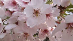 Flowers cherry blossoms