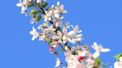 Flowers cherry blossoms