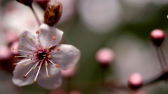 Flowers cherry blossoms