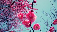 Flowers cherry blossoms