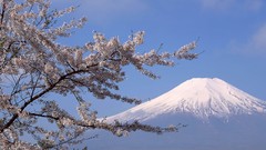 Flowers cherry blossoms mount fuji