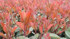 Flowers China Park peace Chinese Louyang