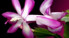 Flowers Christmas cactus pink flowers cactus flowers