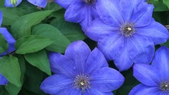Flowers clematis blue flowers