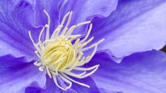 Flowers clematis blue flowers