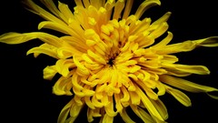 Flowers close-up black background dahlias yellow flowers